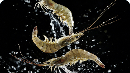 FAO Global Fisheries Report 2016